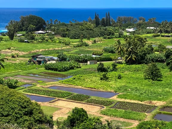 Wailea Oasis - Image 1